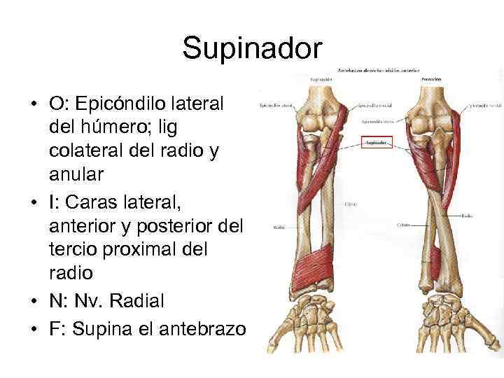Supinador • O: Epicóndilo lateral del húmero; lig colateral del radio y anular •