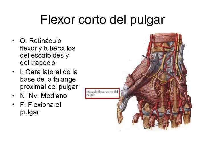 Flexor corto del pulgar • O: Retináculo flexor y tubérculos del escafoides y del