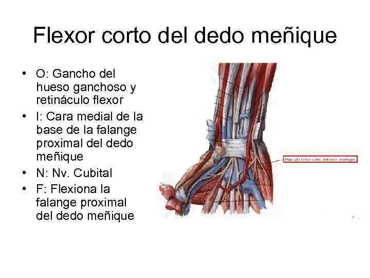 Flexor corto del dedo meñique • O: Gancho del hueso ganchoso y retináculo flexor