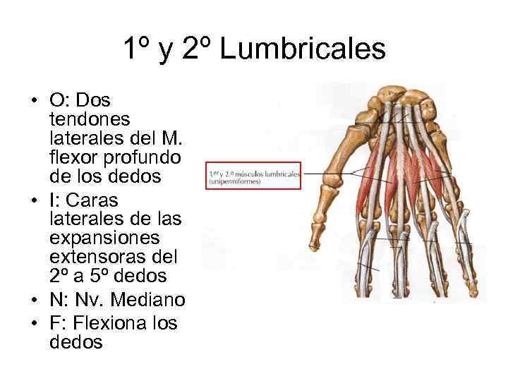 1º y 2º Lumbricales • O: Dos tendones laterales del M. flexor profundo de