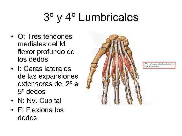 3º y 4º Lumbricales • O: Tres tendones mediales del M. flexor profundo de