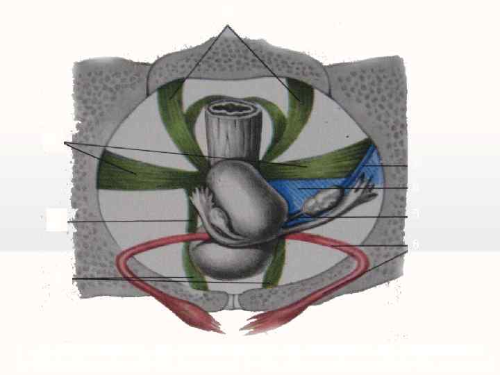 Кардинальные связки матки. Лобково Пузырная связка. Лобковопузырная вязка. Лобково Пузырная связка матки. Матка анатомия связки матки.