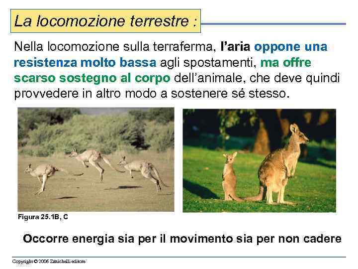 La locomozione terrestre : Nella locomozione sulla terraferma, l’aria oppone una resistenza molto bassa