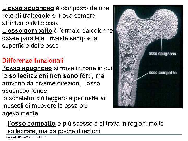 L’osso spugnoso è composto da una rete di trabecole si trova sempre all’interno delle