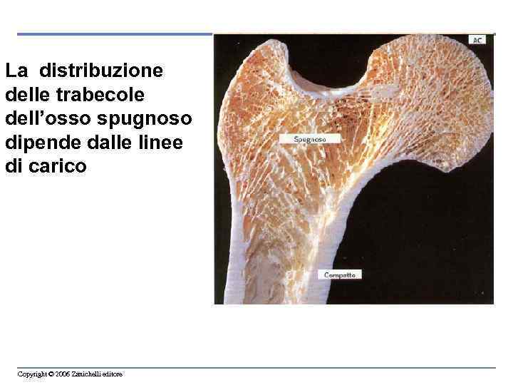 La distribuzione delle trabecole dell’osso spugnoso dipende dalle linee di carico Copyright © 2006