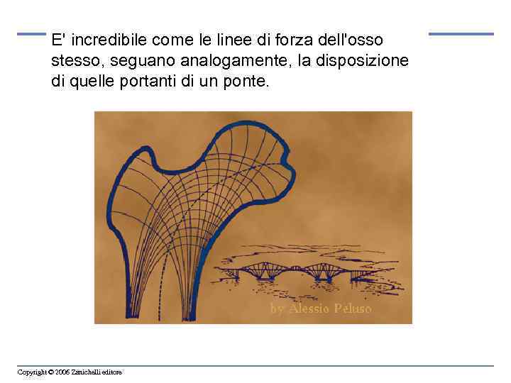 E' incredibile come le linee di forza dell'osso stesso, seguano analogamente, la disposizione di