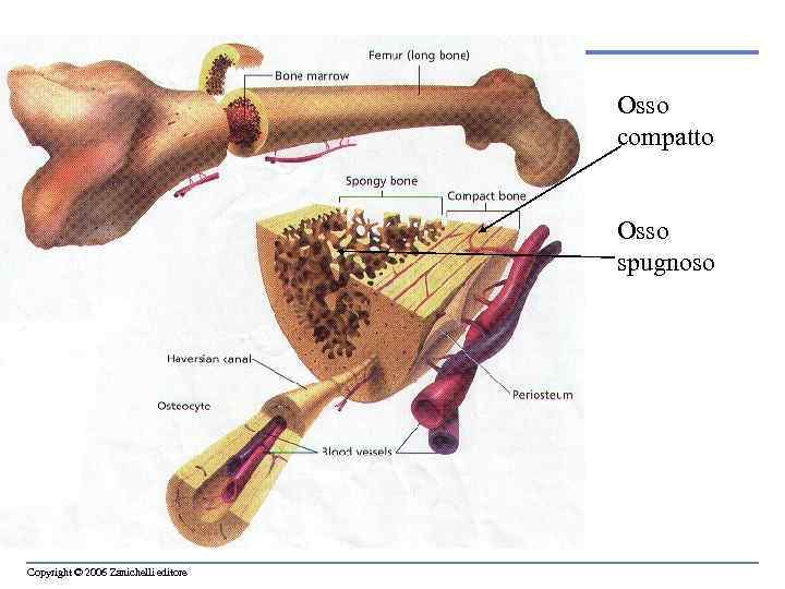 Osso compatto Osso spugnoso Copyright © 2006 Zanichelli editore 
