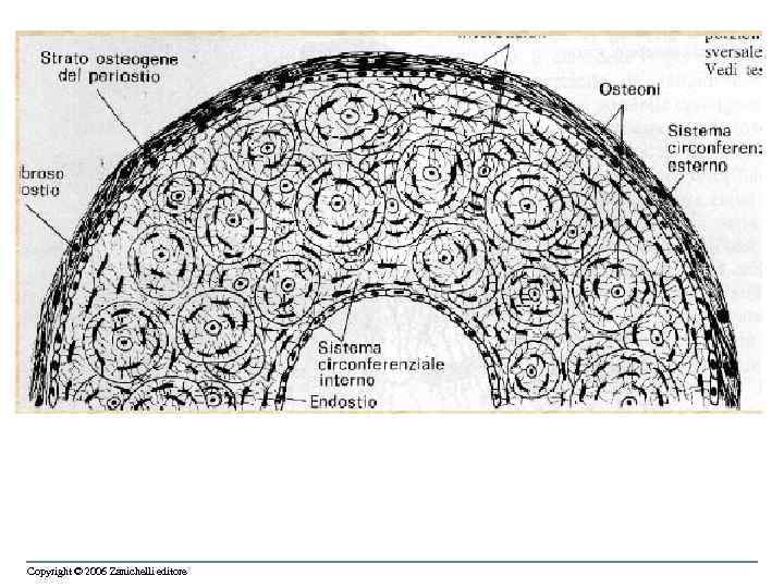 Copyright © 2006 Zanichelli editore 