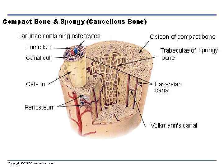 Copyright © 2006 Zanichelli editore 