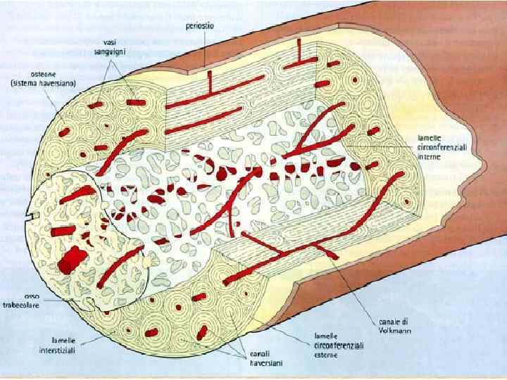 Copyright © 2006 Zanichelli editore 