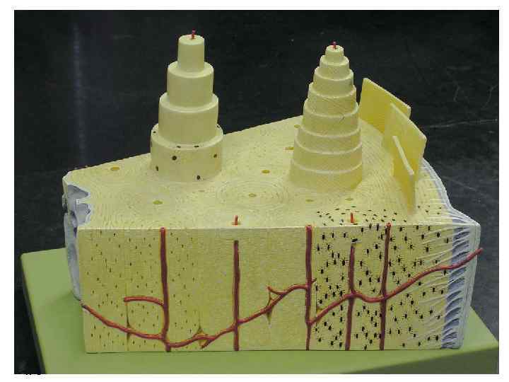 Copyright © 2006 Zanichelli editore 