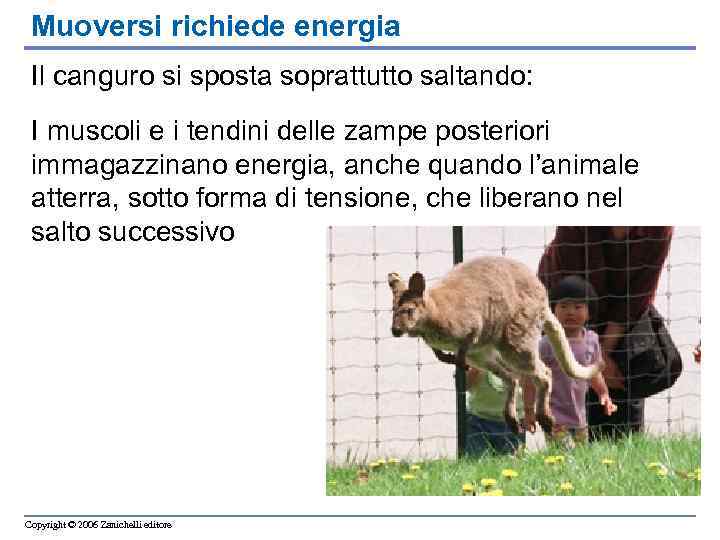 Muoversi richiede energia Il canguro si sposta soprattutto saltando: I muscoli e i tendini