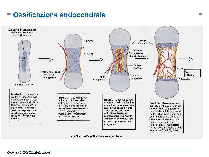 Ossificazione endocondrale Copyright © 2006 Zanichelli editore 