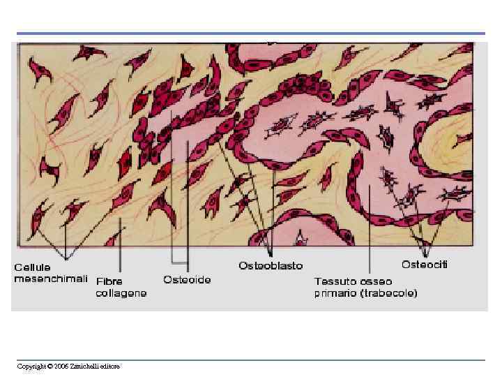 Copyright © 2006 Zanichelli editore 