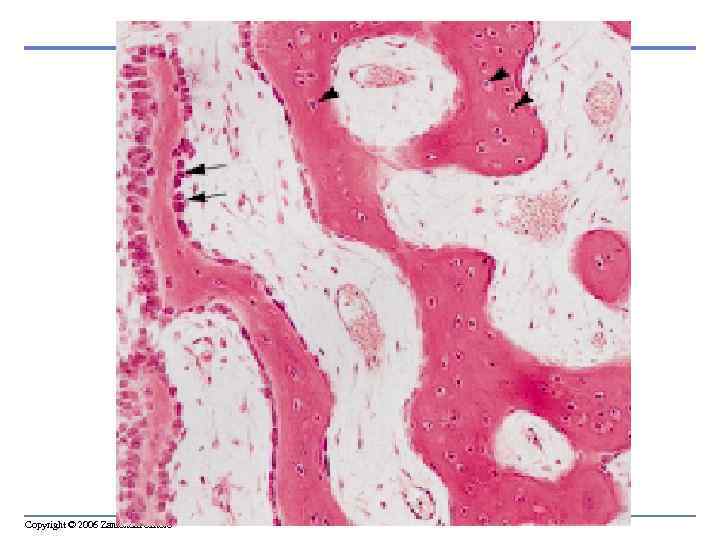 Copyright © 2006 Zanichelli editore 