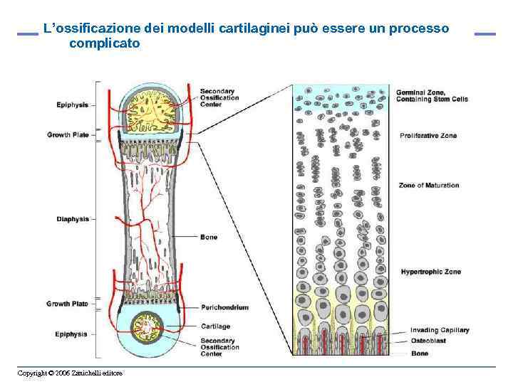 L’ossificazione dei modelli cartilaginei può essere un processo complicato Copyright © 2006 Zanichelli editore