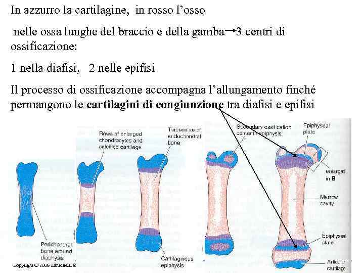 In azzurro la cartilagine, in rosso l’osso nelle ossa lunghe del braccio e della