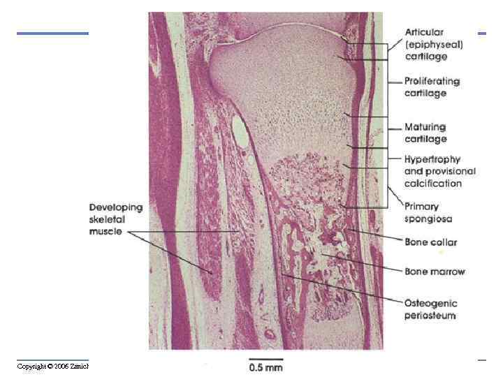 Copyright © 2006 Zanichelli editore 
