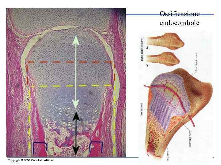 Ossificazione endocondrale Copyright © 2006 Zanichelli editore 