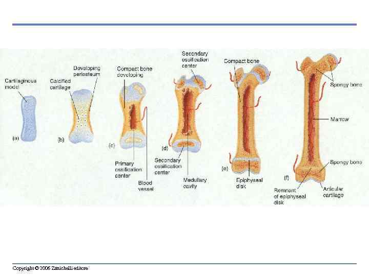 Copyright © 2006 Zanichelli editore 