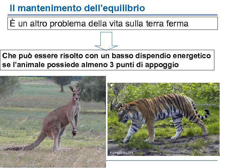 Il mantenimento dell’equilibrio È un altro problema della vita sulla terra ferma Che può