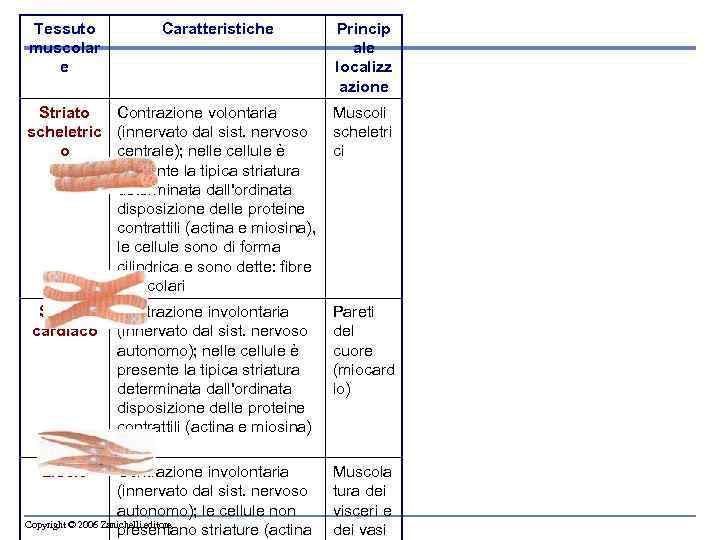 Tessuto muscolar e Caratteristiche Princip ale localizz azione Striato scheletric o Contrazione volontaria Muscoli