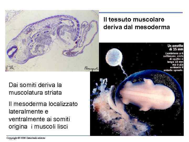 Il tessuto muscolare deriva dal mesoderma Dai somiti deriva la muscolatura striata Il mesoderma