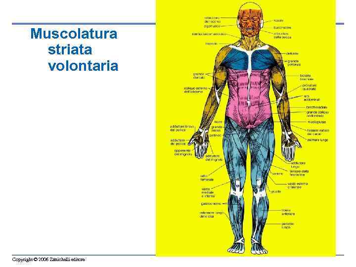 Muscolatura striata volontaria Copyright © 2006 Zanichelli editore 