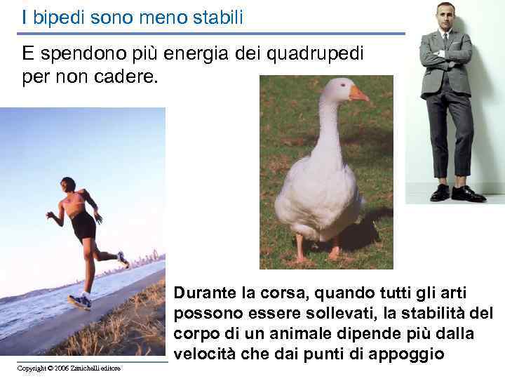 I bipedi sono meno stabili E spendono più energia dei quadrupedi per non cadere.