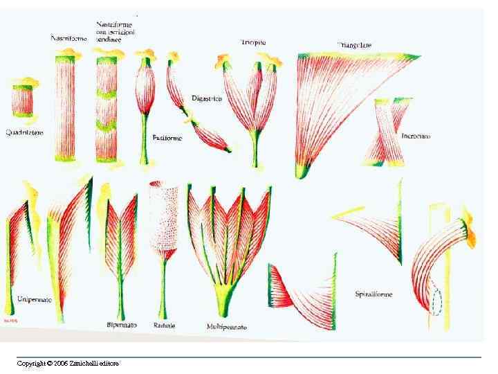 Copyright © 2006 Zanichelli editore 