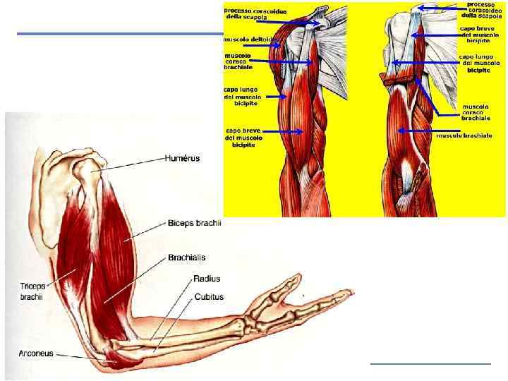 Copyright © 2006 Zanichelli editore 