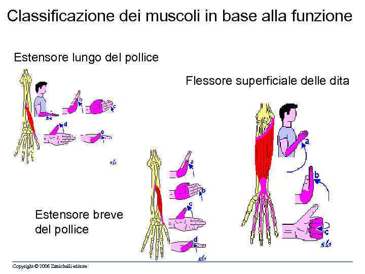Classificazione dei muscoli in base alla funzione Estensore lungo del pollice Flessore superficiale delle