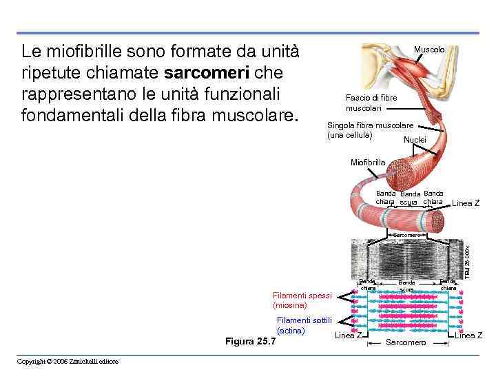 Le miofibrille sono formate da unità ripetute chiamate sarcomeri che rappresentano le unità funzionali