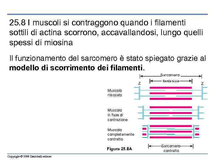 25. 8 I muscoli si contraggono quando i filamenti sottili di actina scorrono, accavallandosi,