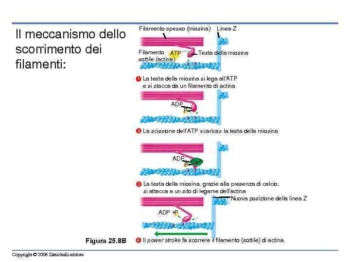 Il meccanismo dello scorrimento dei filamenti: Filamento spesso (miosina) Filamento ATP sottile (actina) 1