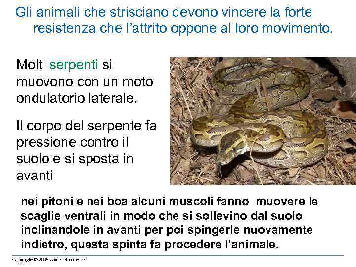 Gli animali che strisciano devono vincere la forte resistenza che l’attrito oppone al loro