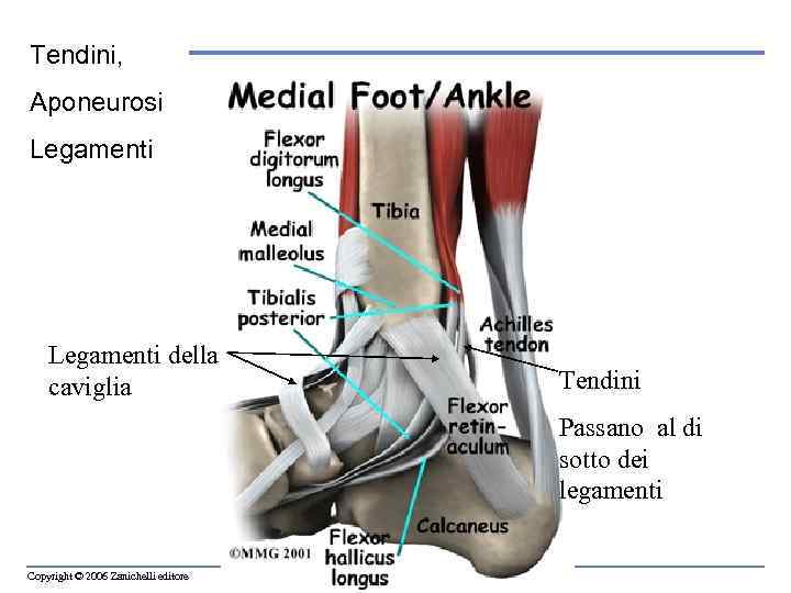 Tendini, Aponeurosi Legamenti della caviglia Tendini Passano al di sotto dei legamenti Copyright ©