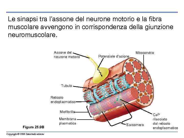 Le sinapsi tra l’assone del neurone motorio e la fibra muscolare avvengono in corrispondenza