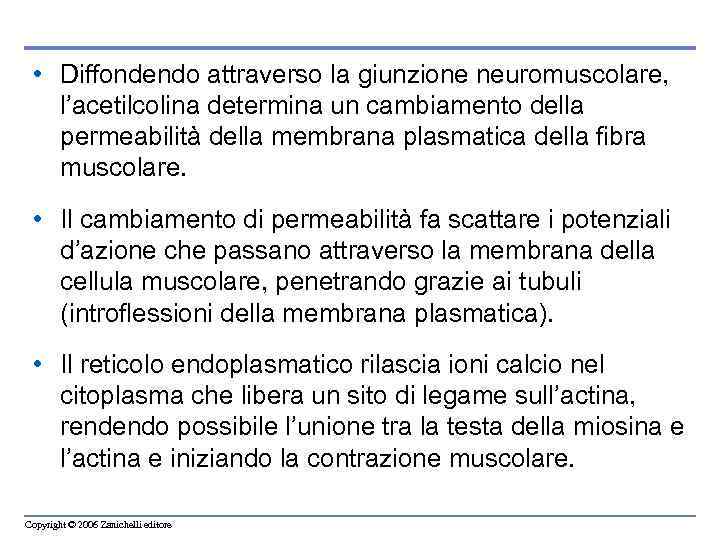  • Diffondendo attraverso la giunzione neuromuscolare, l’acetilcolina determina un cambiamento della permeabilità della
