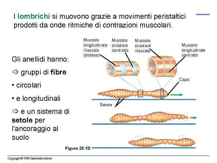 I lombrichi si muovono grazie a movimenti peristaltici prodotti da onde ritmiche di contrazioni