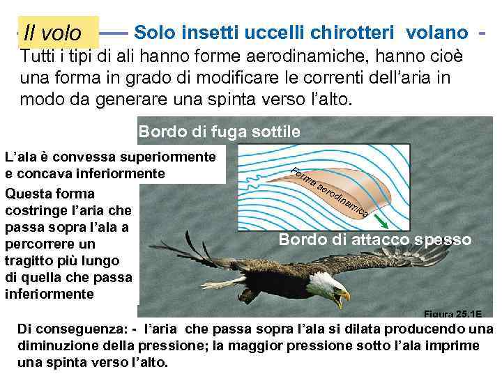 Il volo Solo insetti uccelli chirotteri volano Tutti i tipi di ali hanno forme
