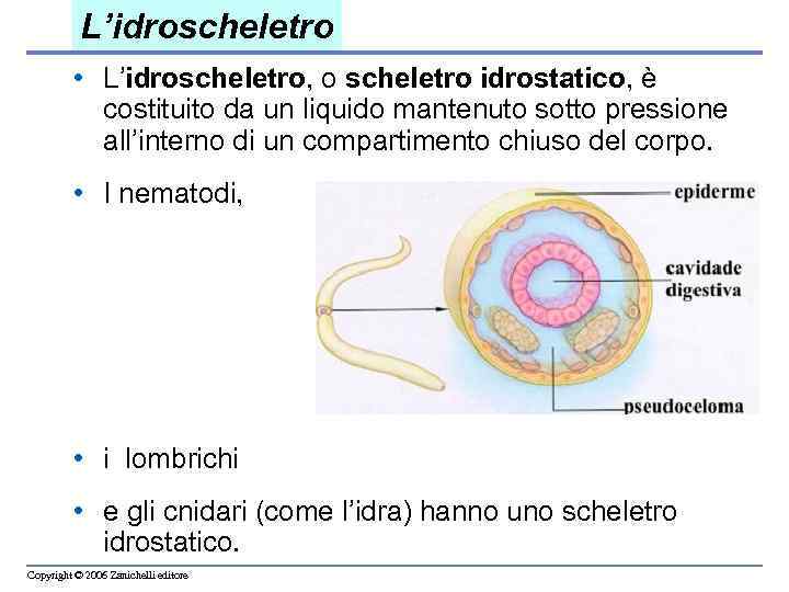 L’idroscheletro • L’idroscheletro, o scheletro idrostatico, è costituito da un liquido mantenuto sotto pressione