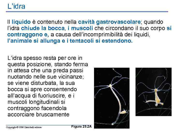 L’idra Il liquido è contenuto nella cavità gastrovascolare; quando l’idra chiude la bocca, i