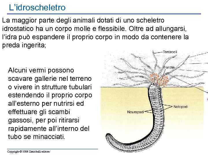 L’idroscheletro La maggior parte degli animali dotati di uno scheletro idrostatico ha un corpo