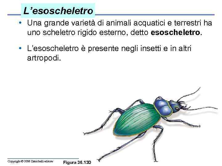 L’esoscheletro • Una grande varietà di animali acquatici e terrestri ha uno scheletro rigido