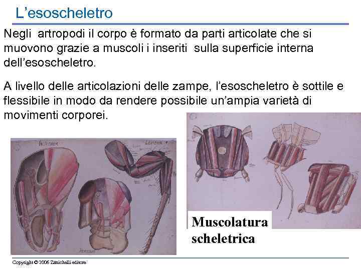 L’esoscheletro Negli artropodi il corpo è formato da particolate che si muovono grazie a