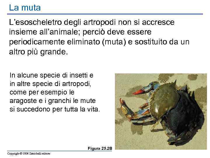 La muta L’esoscheletro degli artropodi non si accresce insieme all’animale; perciò deve essere periodicamente
