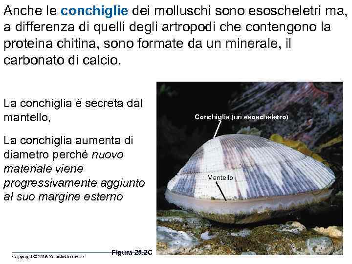 Anche le conchiglie dei molluschi sono esoscheletri ma, a differenza di quelli degli artropodi