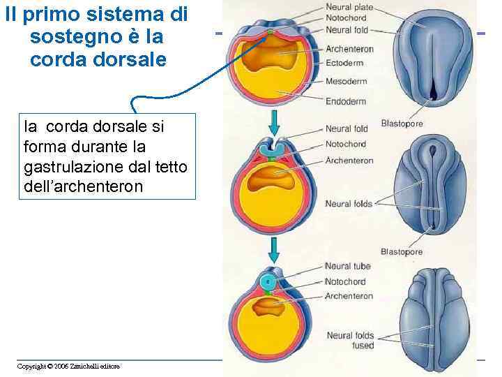 Il primo sistema di sostegno è la corda dorsale la corda dorsale si forma