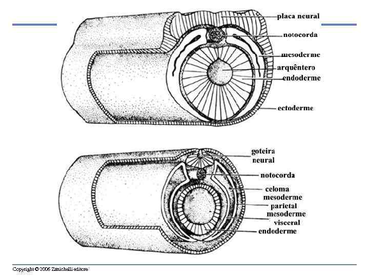 Copyright © 2006 Zanichelli editore 